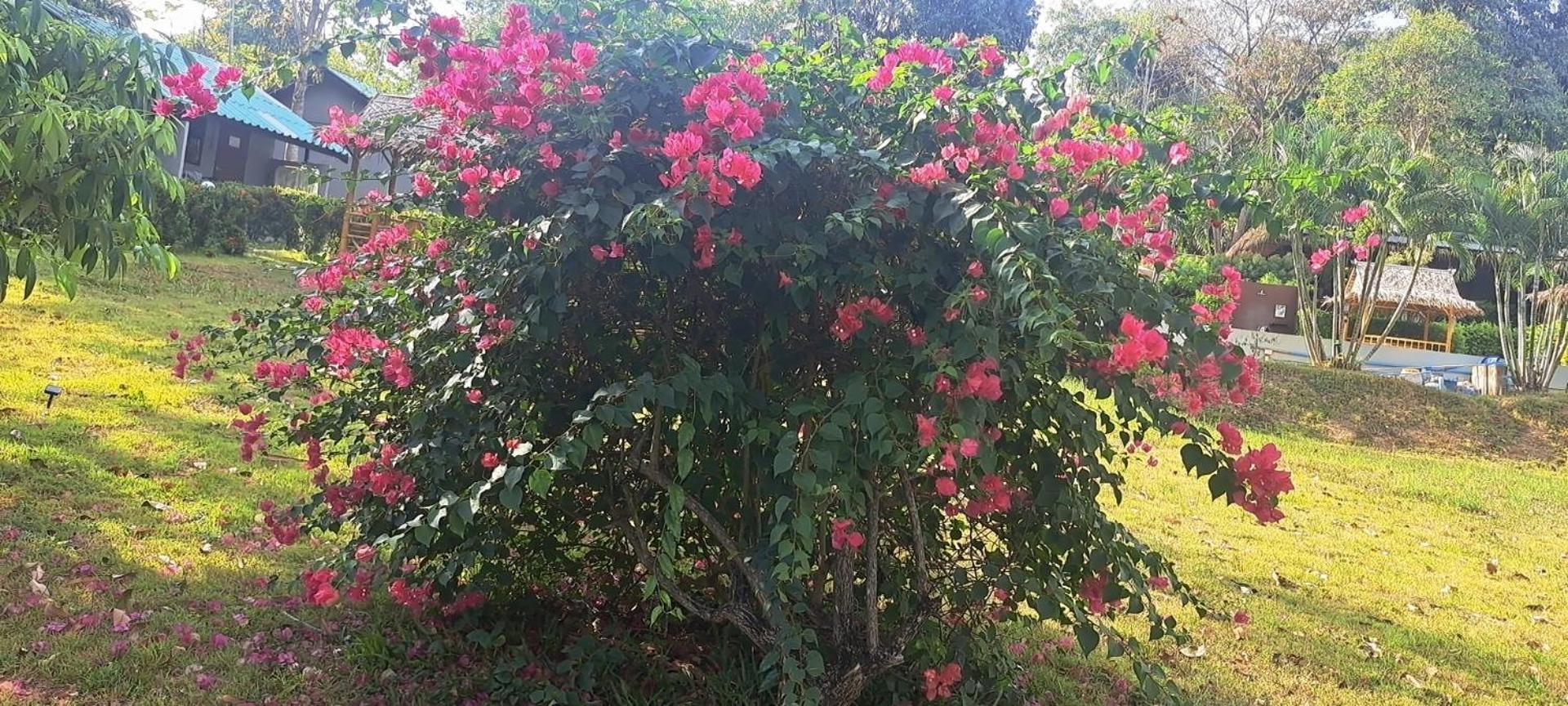 Siam Flora Resort Ko Lanta Εξωτερικό φωτογραφία