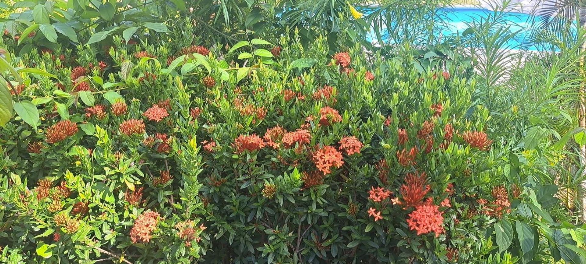 Siam Flora Resort Ko Lanta Εξωτερικό φωτογραφία