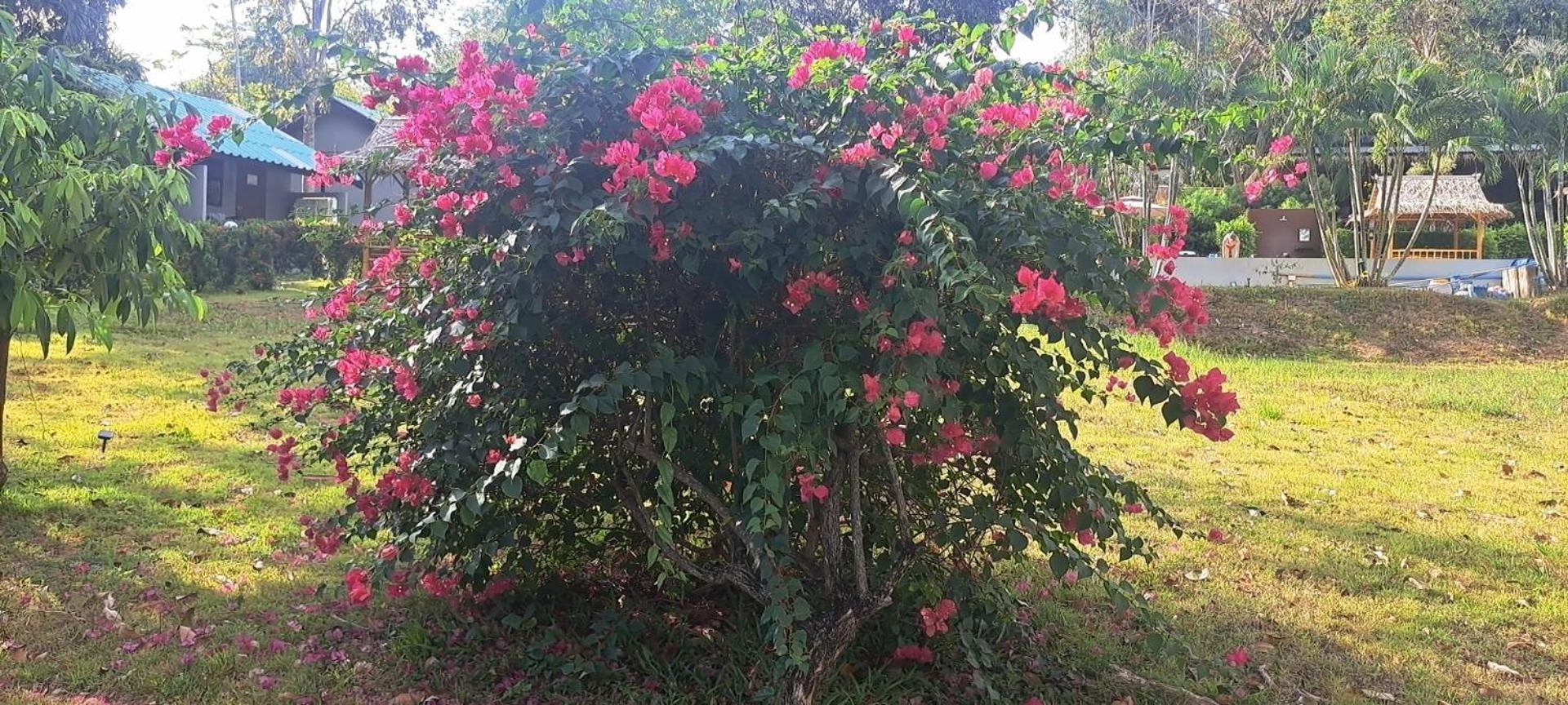 Siam Flora Resort Ko Lanta Δωμάτιο φωτογραφία